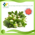 Food Grade High quality Fig fruits powder / Wholesale organic fig powder / Competitive price